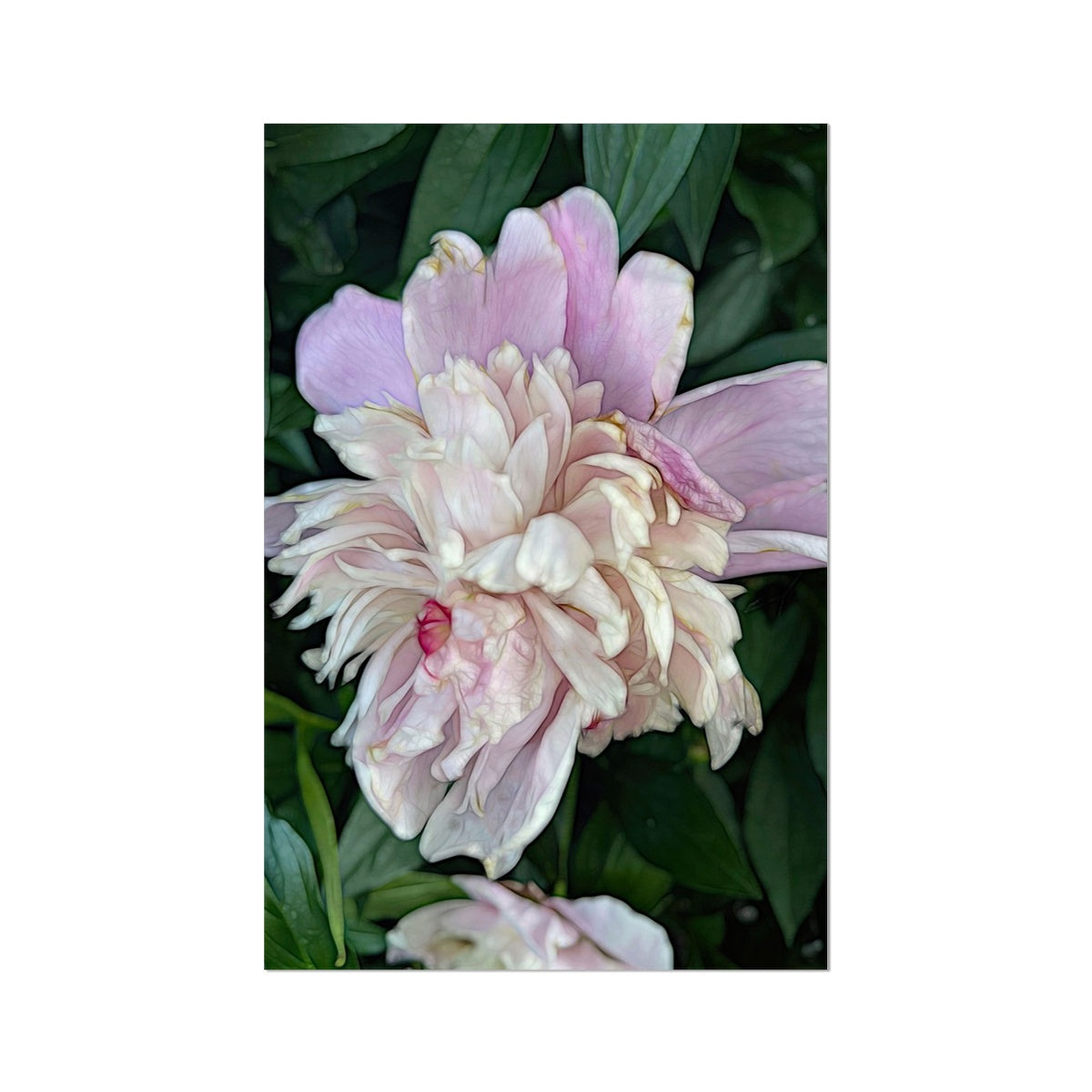 June Peony Fine Art Print