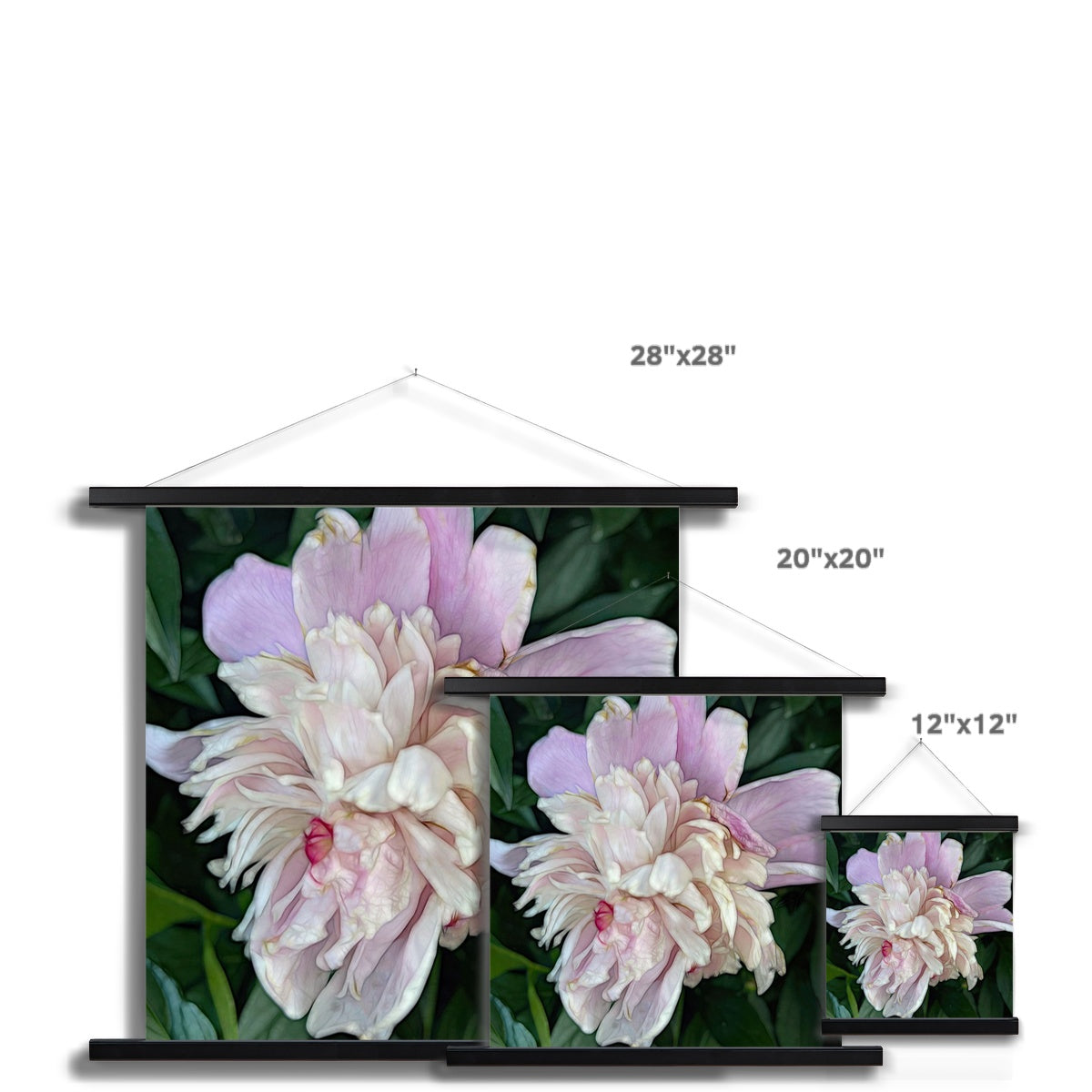 June Peony Fine Art Print with Hanger