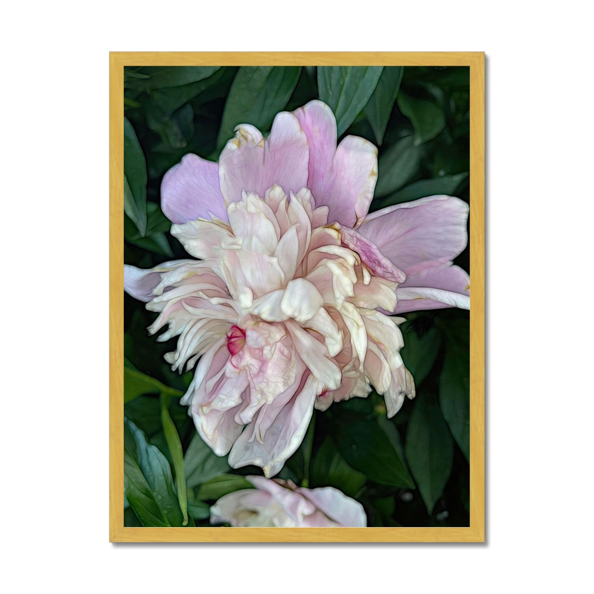 June Peony Antique Framed Print