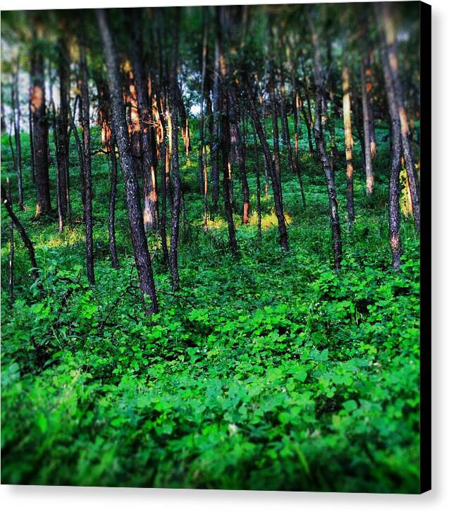 Patchy Sunlight In The Woods 1 - Canvas Print