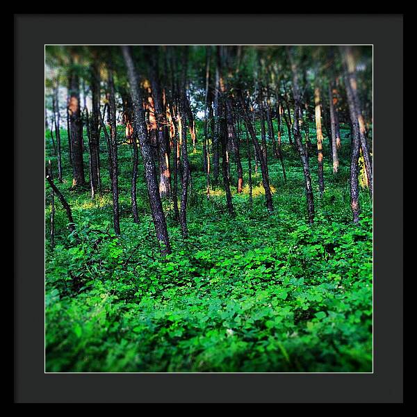 Patchy Sunlight In The Woods 1 - Framed Print