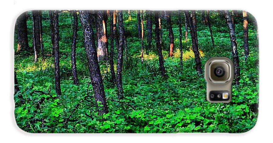 Patchy Sunlight In The Woods 1 - Phone Case