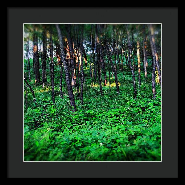 Patchy Sunlight In The Woods 1 - Framed Print