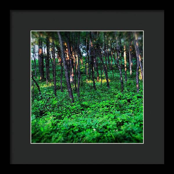 Patchy Sunlight In The Woods 1 - Framed Print