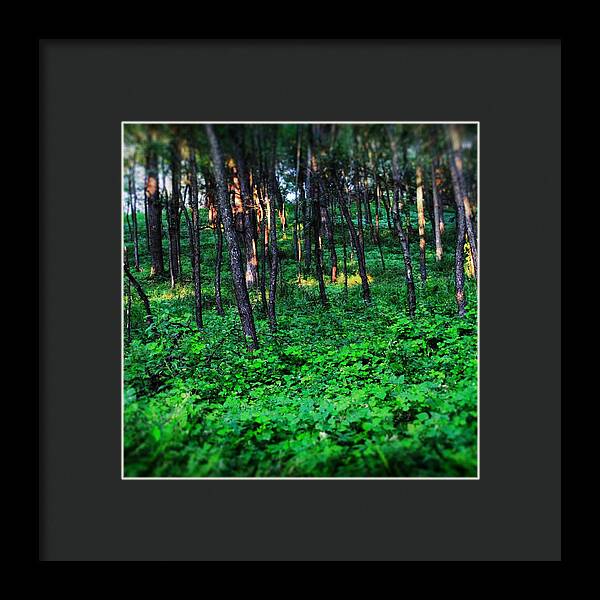 Patchy Sunlight In The Woods 1 - Framed Print