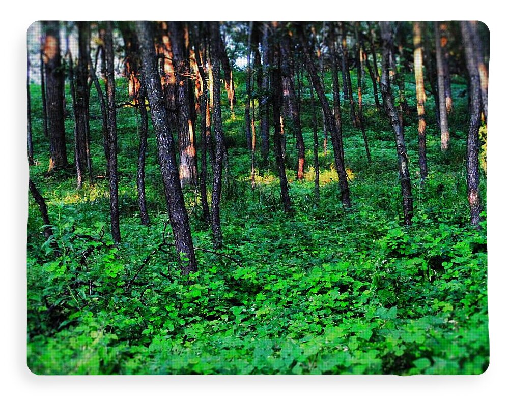 Patchy Sunlight In The Woods 1 - Blanket