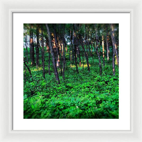 Patchy Sunlight In The Woods 1 - Framed Print