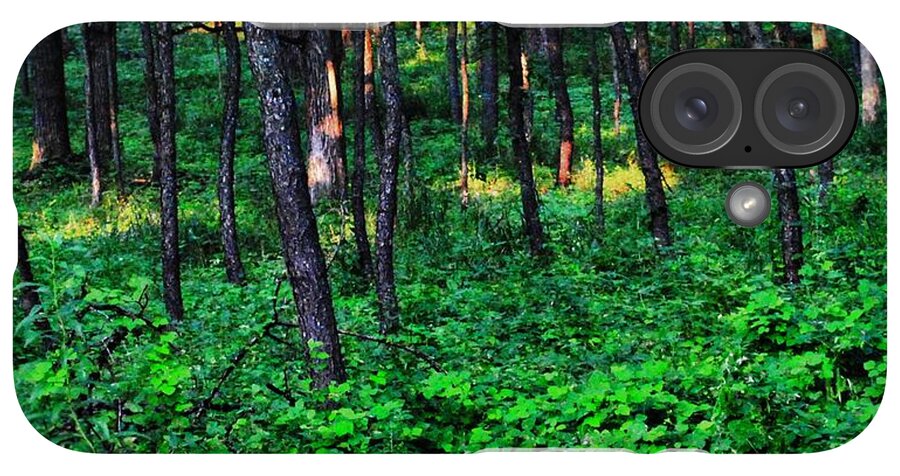 Patchy Sunlight In The Woods 1 - Phone Case