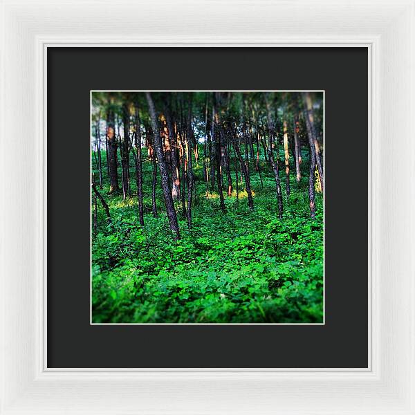 Patchy Sunlight In The Woods 1 - Framed Print