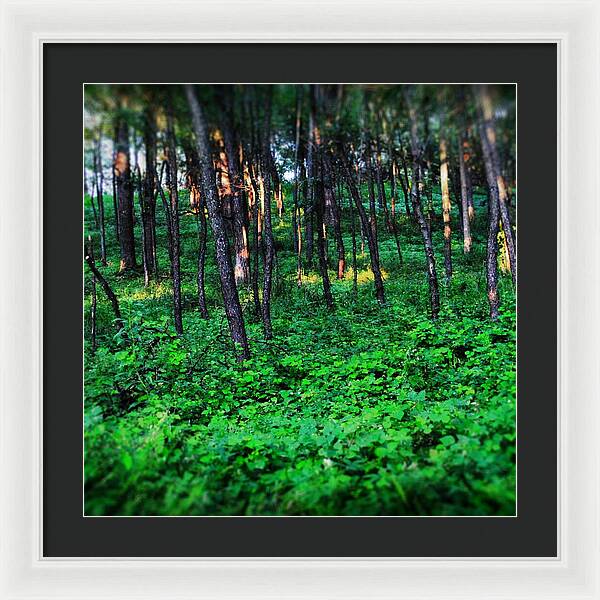 Patchy Sunlight In The Woods 1 - Framed Print