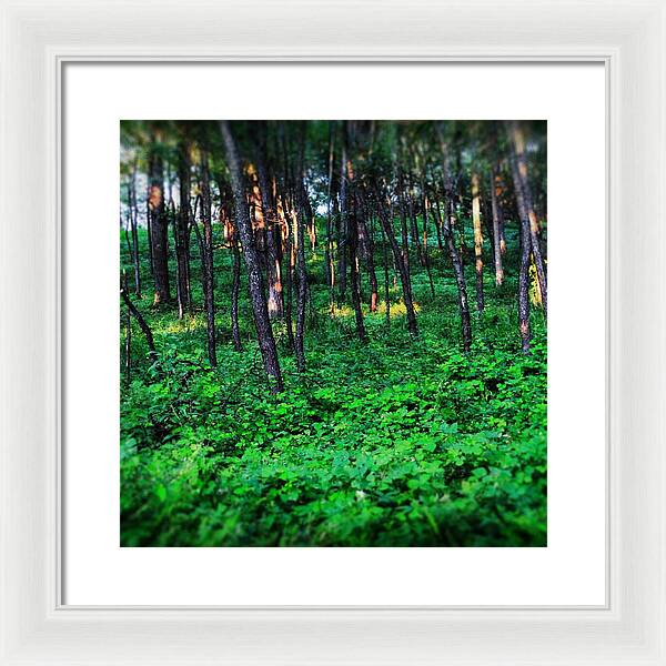 Patchy Sunlight In The Woods 1 - Framed Print