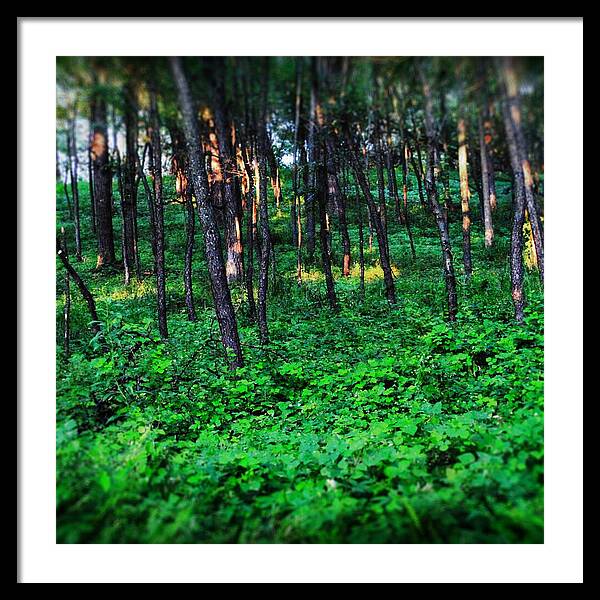 Patchy Sunlight In The Woods 1 - Framed Print