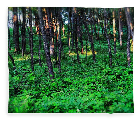 Patchy Sunlight In The Woods 1 - Blanket