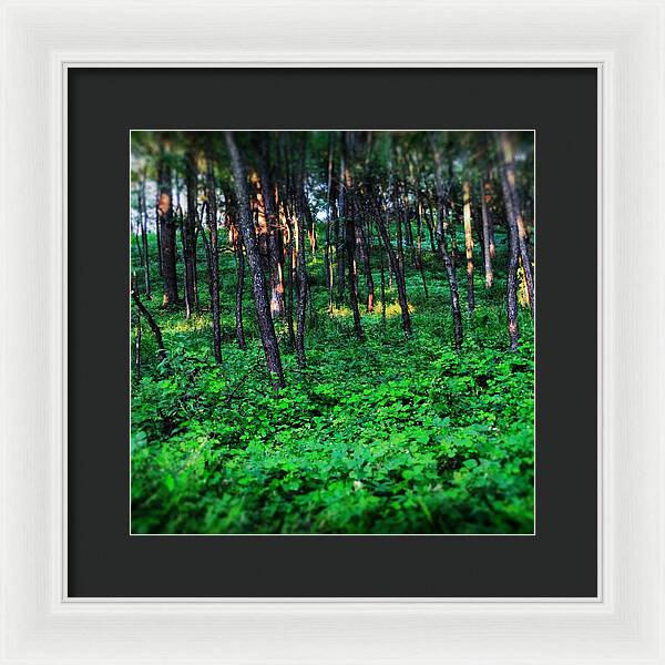 Patchy Sunlight In The Woods 1 - Framed Print