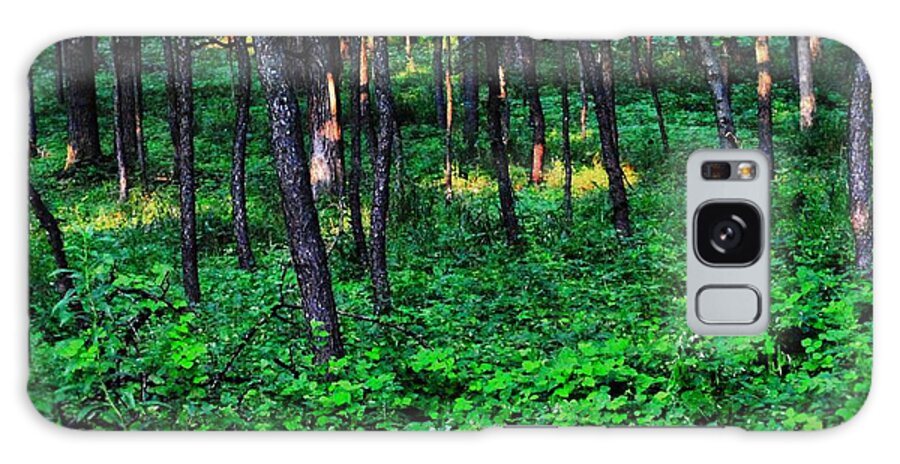 Patchy Sunlight In The Woods 1 - Phone Case