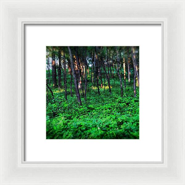 Patchy Sunlight In The Woods 1 - Framed Print