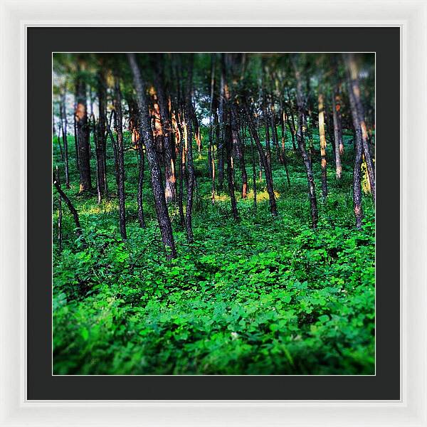 Patchy Sunlight In The Woods 1 - Framed Print