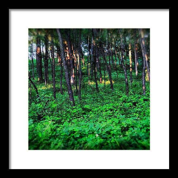 Patchy Sunlight In The Woods 1 - Framed Print