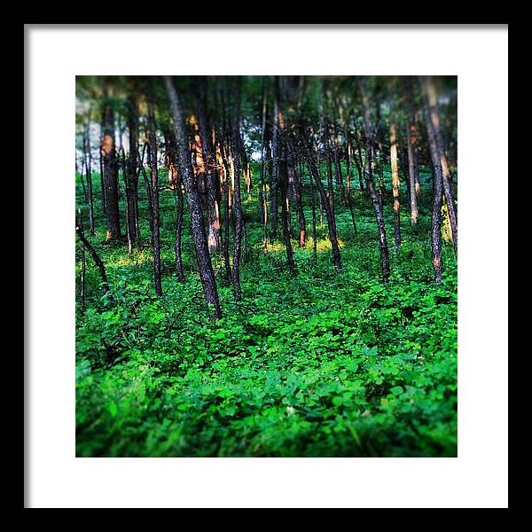 Patchy Sunlight In The Woods 1 - Framed Print