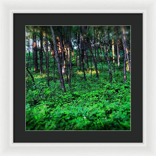 Patchy Sunlight In The Woods 1 - Framed Print