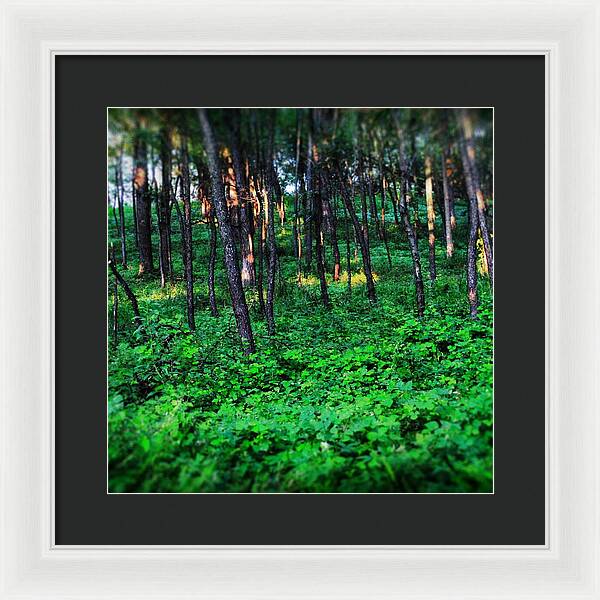 Patchy Sunlight In The Woods 1 - Framed Print