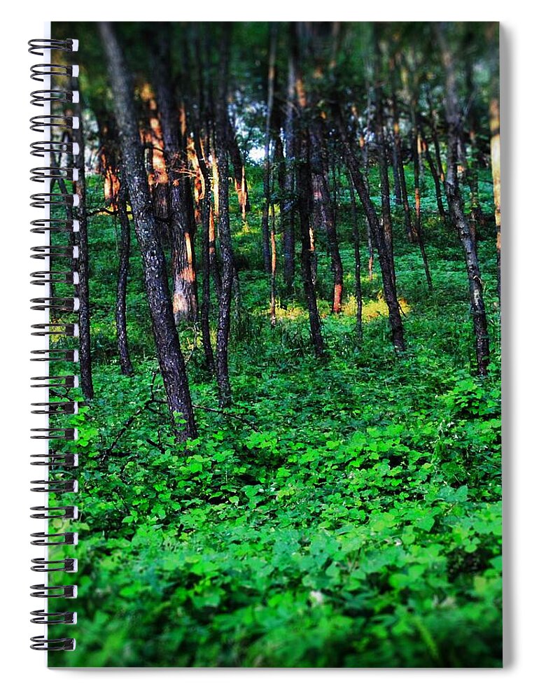 Patchy Sunlight In The Woods 1 - Spiral Notebook