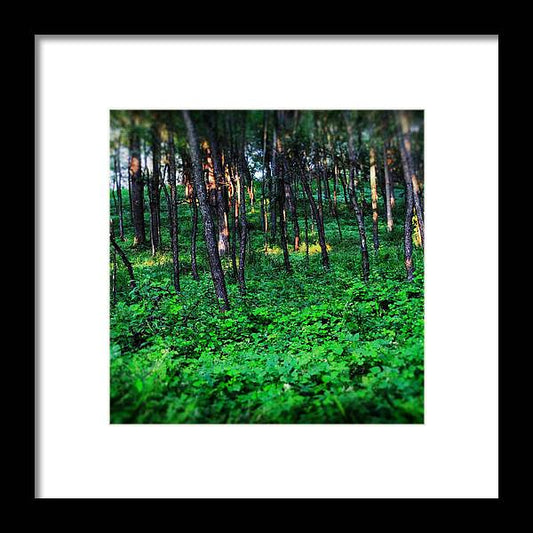 Patchy Sunlight In The Woods 1 - Framed Print