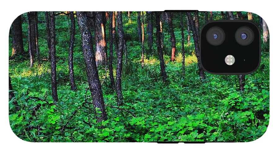 Patchy Sunlight In The Woods 1 - Phone Case