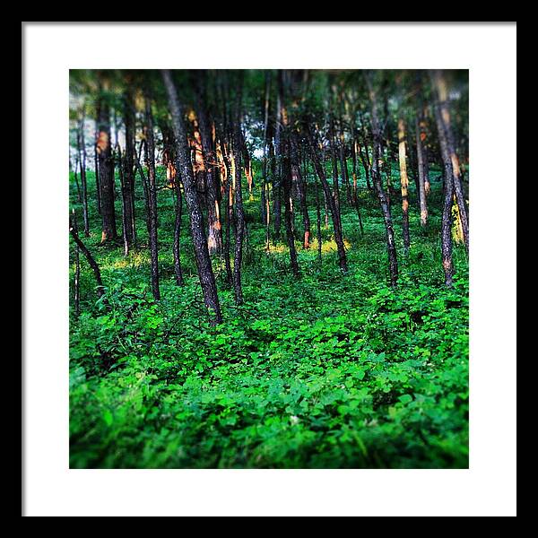 Patchy Sunlight In The Woods 1 - Framed Print