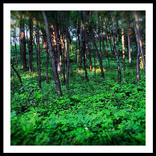 Patchy Sunlight In The Woods 1 - Framed Print