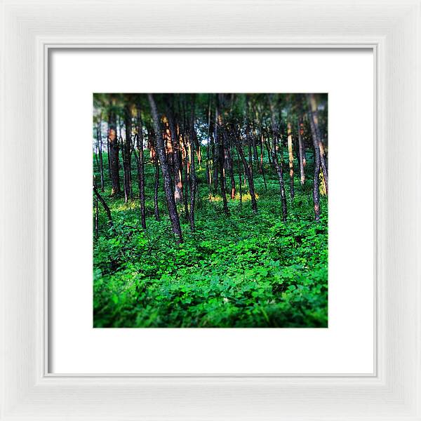 Patchy Sunlight In The Woods 1 - Framed Print