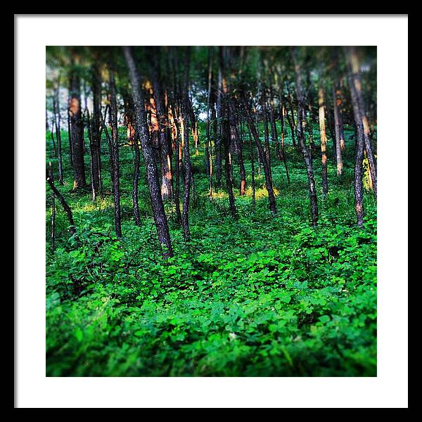 Patchy Sunlight In The Woods 1 - Framed Print