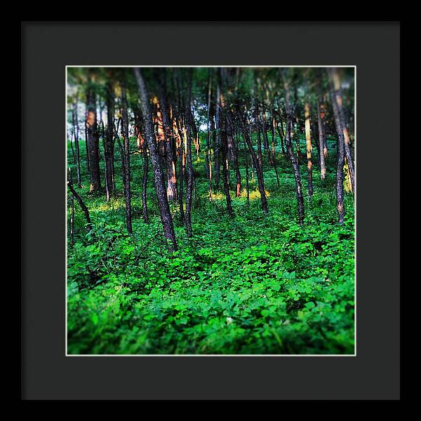 Patchy Sunlight In The Woods 1 - Framed Print