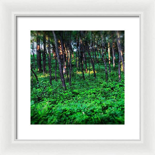 Patchy Sunlight In The Woods 1 - Framed Print