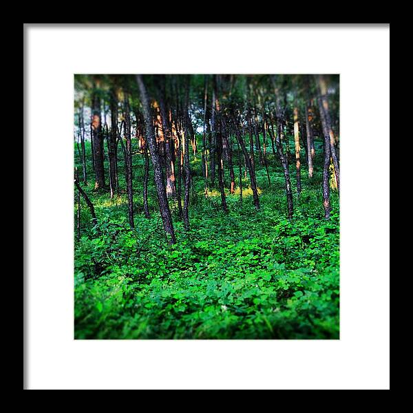 Patchy Sunlight In The Woods 1 - Framed Print