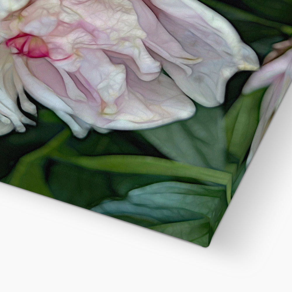 June Peony Canvas