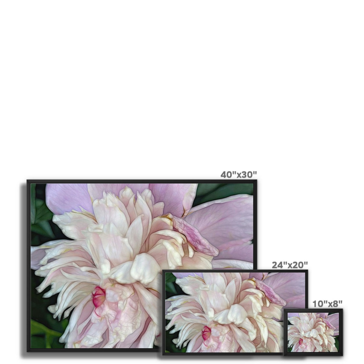 June Peony Framed Canvas