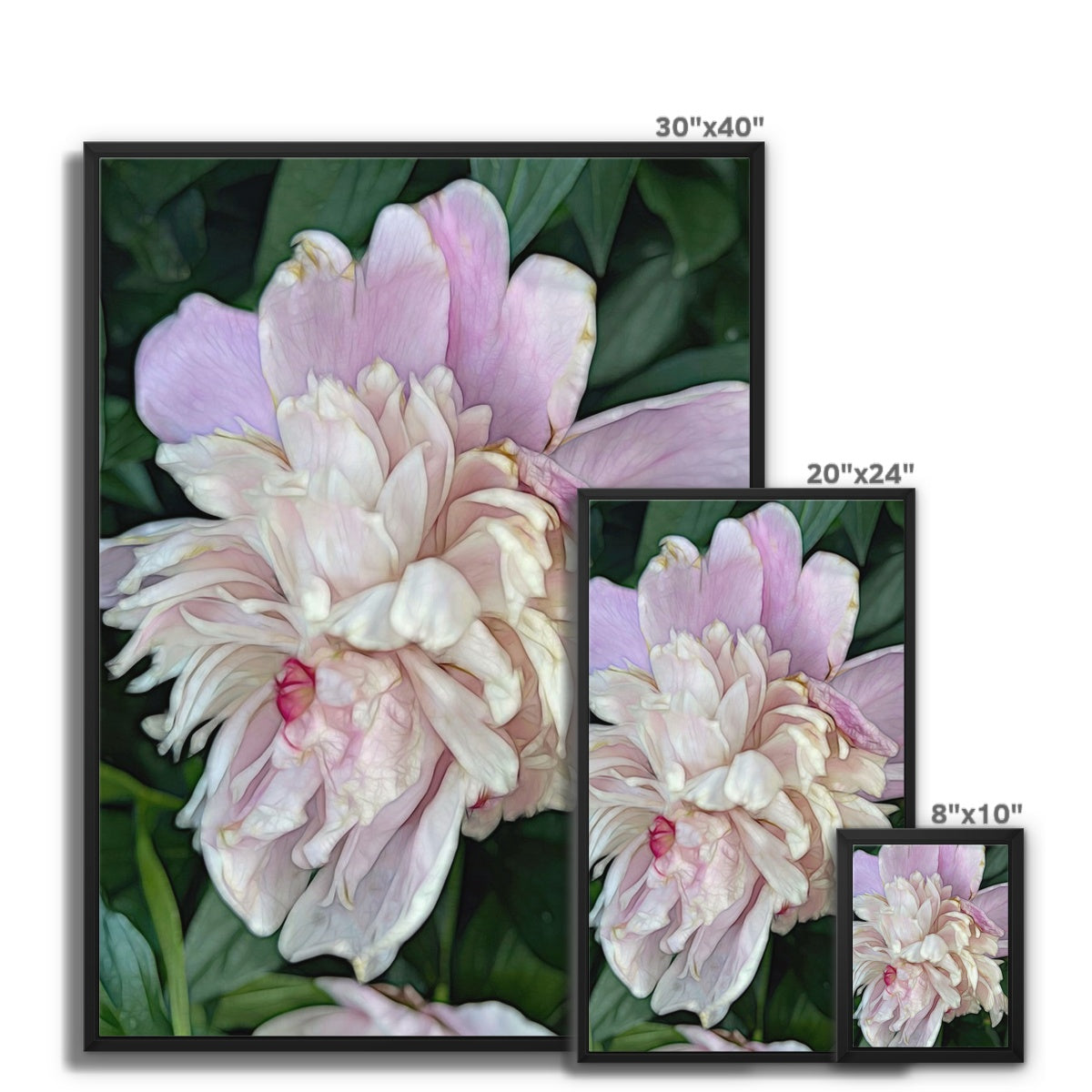 June Peony Framed Canvas