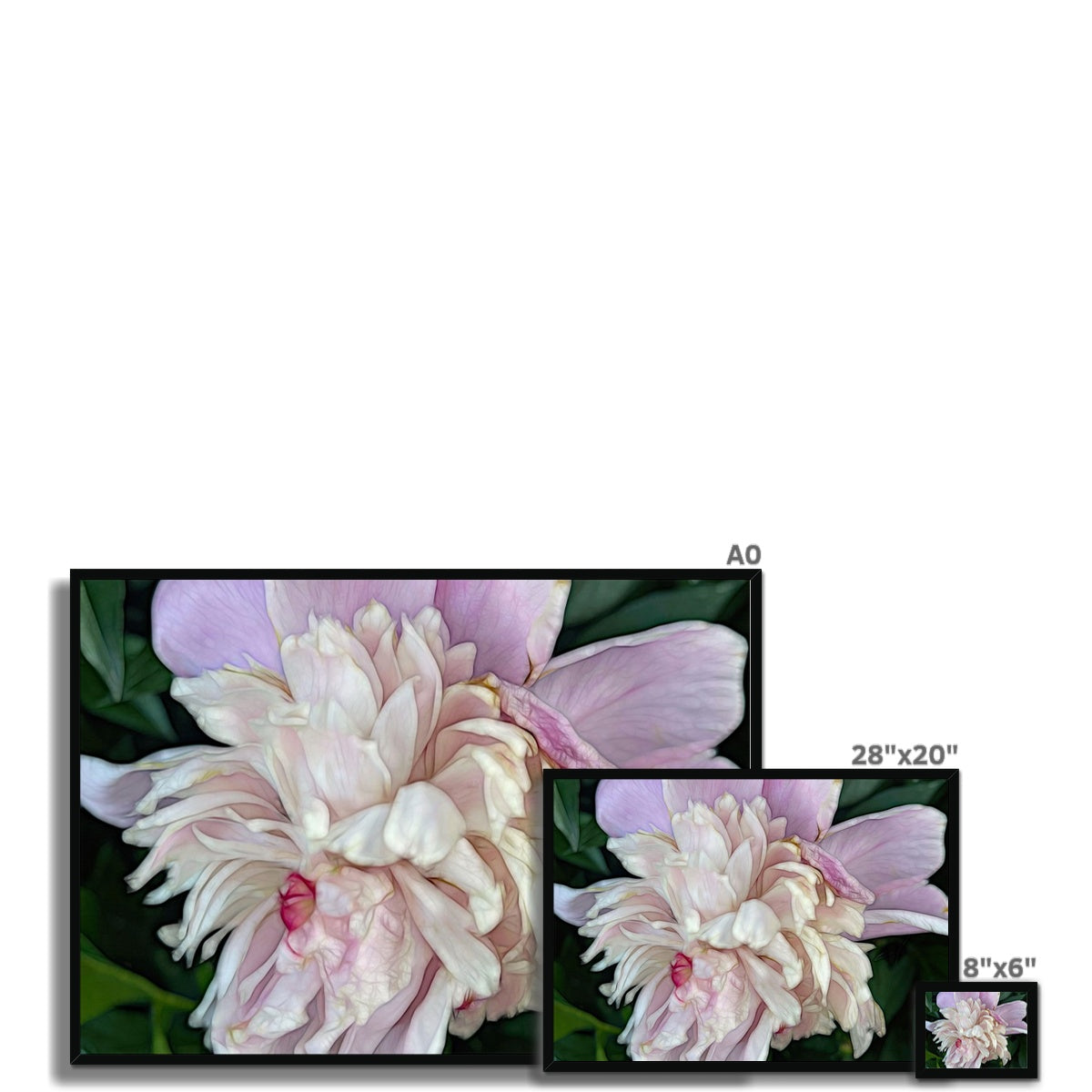 June Peony Framed Print