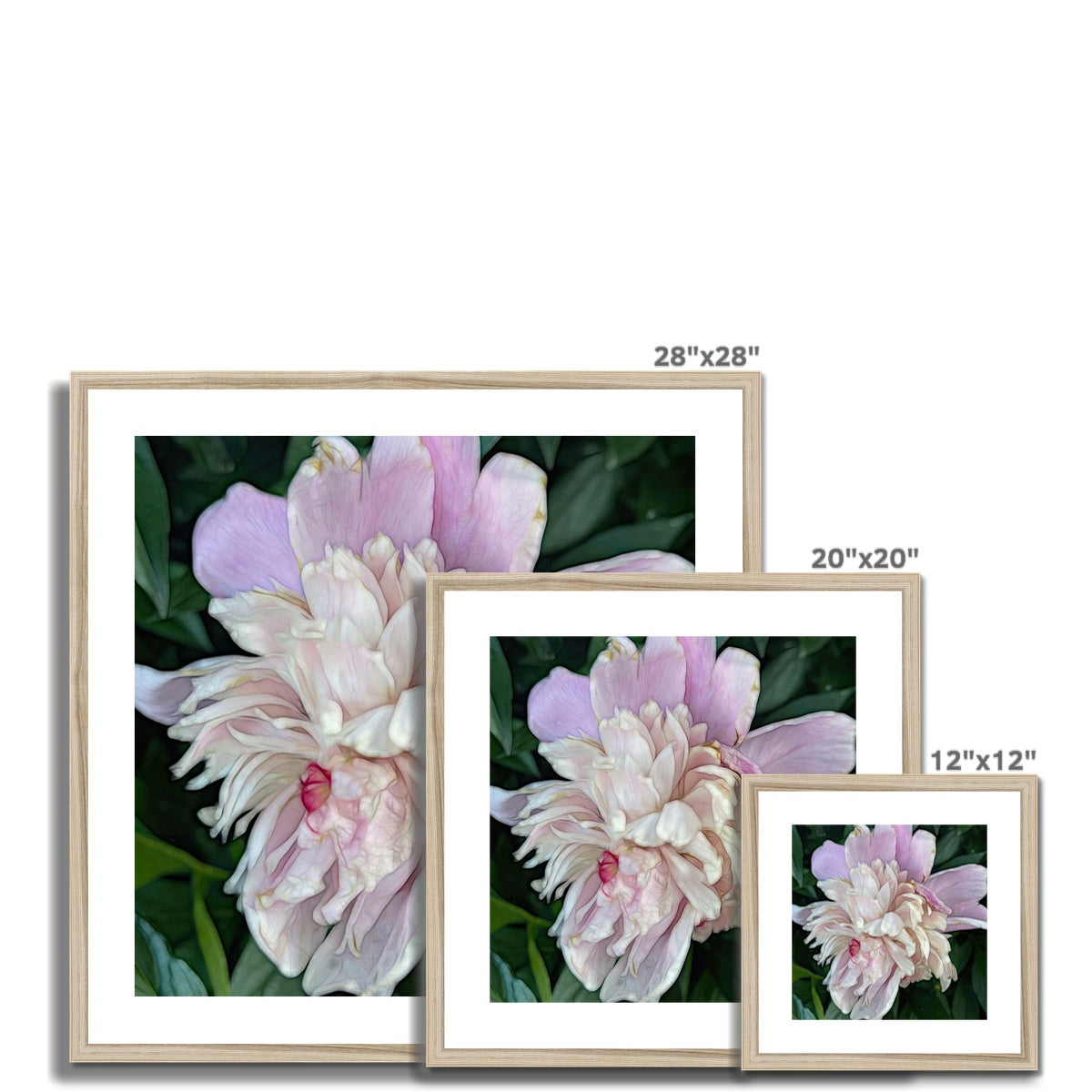 June Peony Framed & Mounted Print