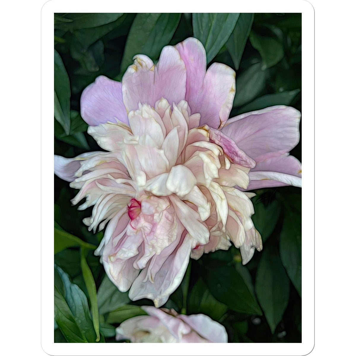 June Peony Sticker