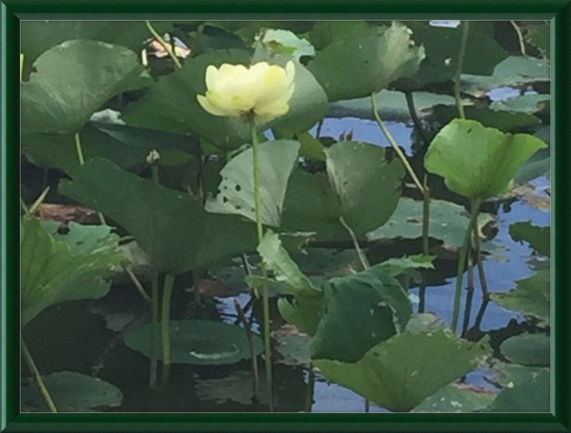 Lotus Flower Framed Print