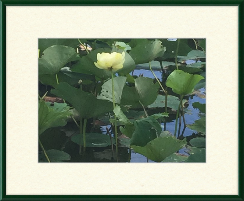 Lotus Flower Framed Print