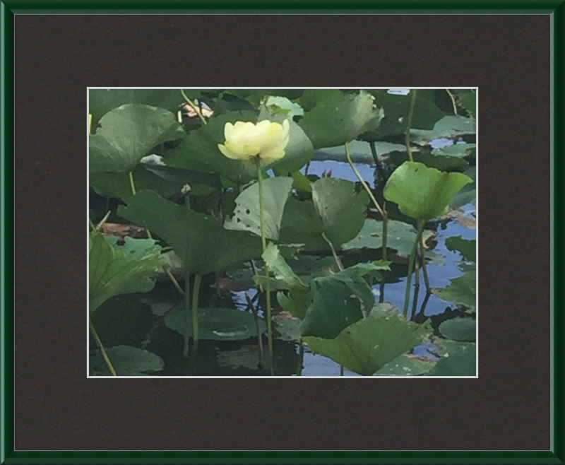 Lotus Flower Framed Print