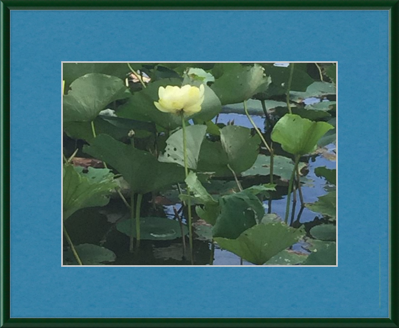 Lotus Flower Framed Print