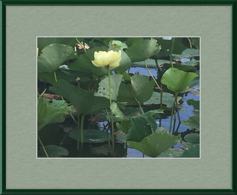 Lotus Flower Framed Print