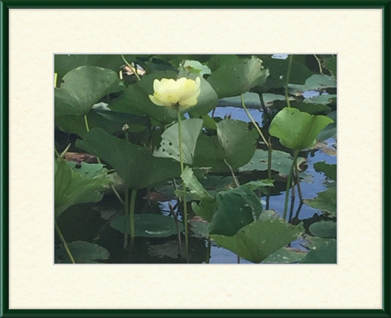 Lotus Flower Framed Print