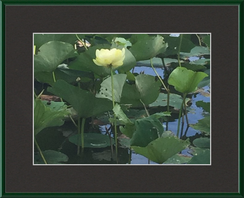 Lotus Flower Framed Print