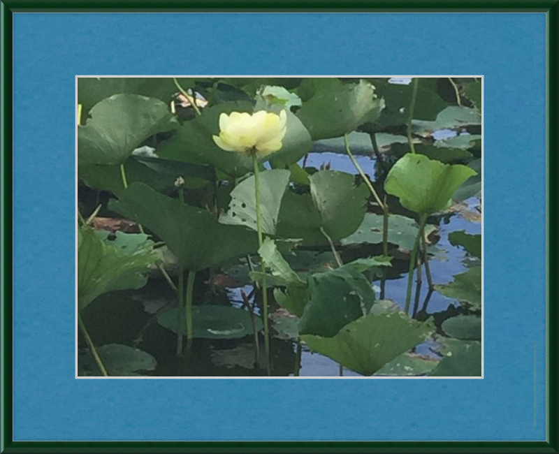 Lotus Flower Framed Print