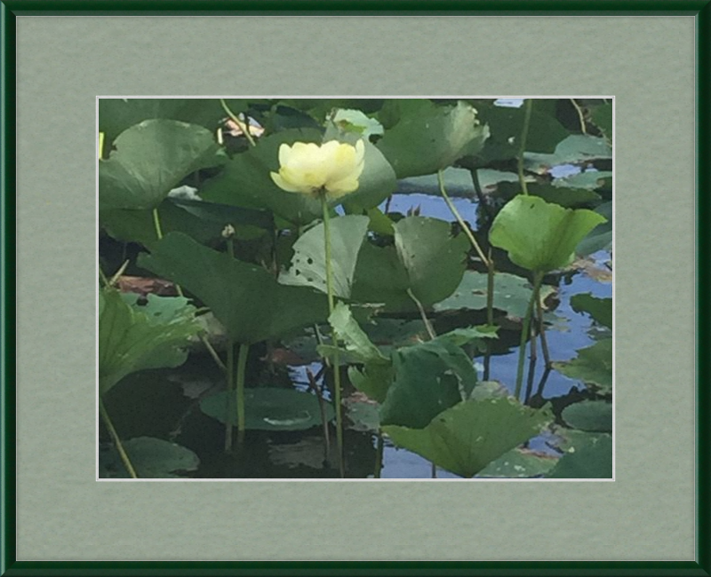 Lotus Flower Framed Print